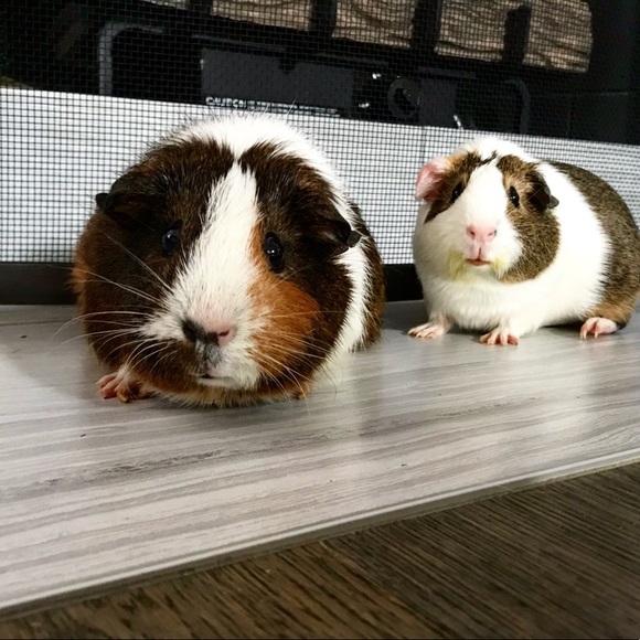 Meet your Posher, Emily - Picture 14 of 16